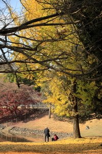 大仏池の大銀杏
