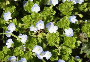 イヌフグリの花 