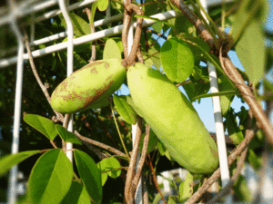 アケビの実（2019年8月10日撮影）