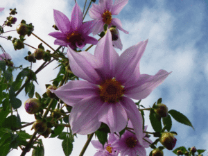 皇帝ダリア （2019年11月18日撮影）