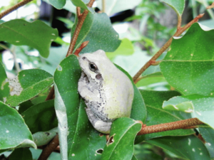 数年、庭に住んでいます（2019年5月27日）