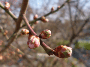 梅花の蕾