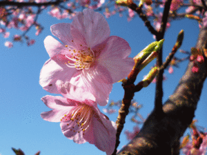早咲きの桜