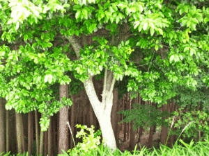 ソヨゴの木陰 （国見山山頂、6月）