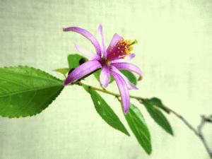 睡蓮木（2020年7月8日撮影）