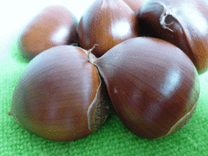 初栗（2020年9月24日撮影）