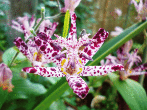  ホトトギス（2020年10月27日撮影）