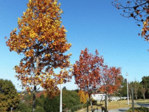 津田サイエンスヒルズ（2020年11月14日撮影）