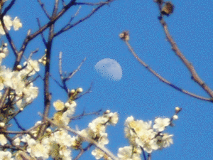 月齢10.3の黄昏月（2021年 雨水の期）