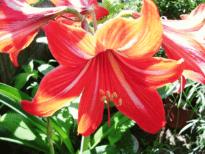 アマリリス（2021/5/31）