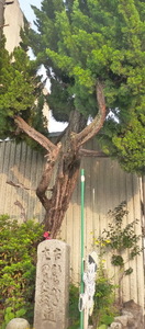 カイヅカイブキ（津田）