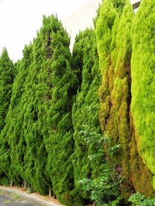 津田山手の生垣