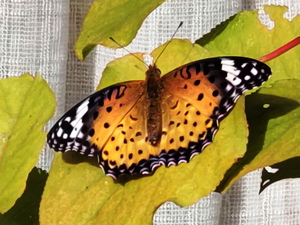 ツマグロヒョウモン♀（2021年10月31日）