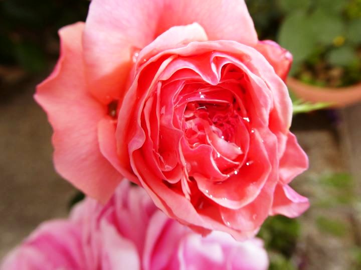 薔薇（香りかざり） 