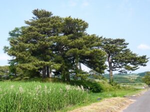 (写真31) 能因島