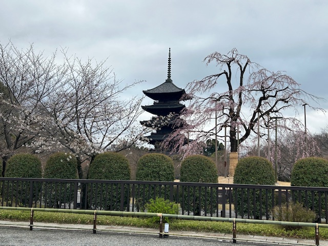 東寺 不二桜と五重塔