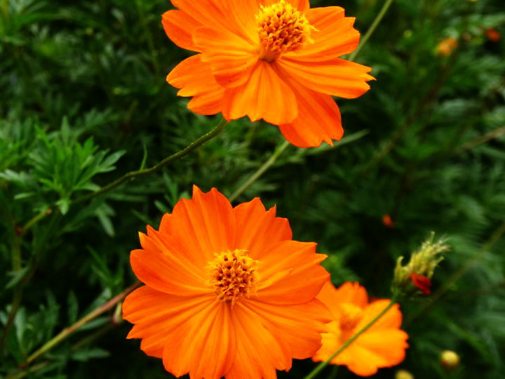 キバナコスモス