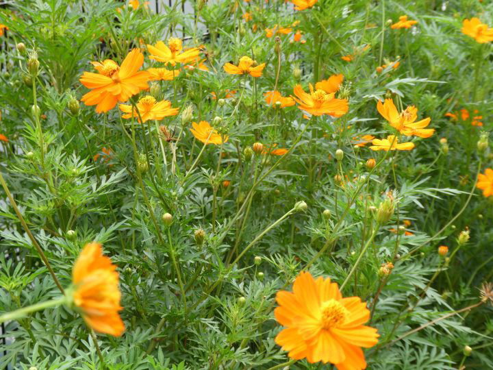 キバナコスモスがいっぱい