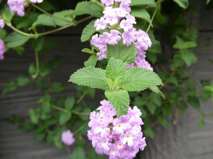 ランタナ（いい香りがします）