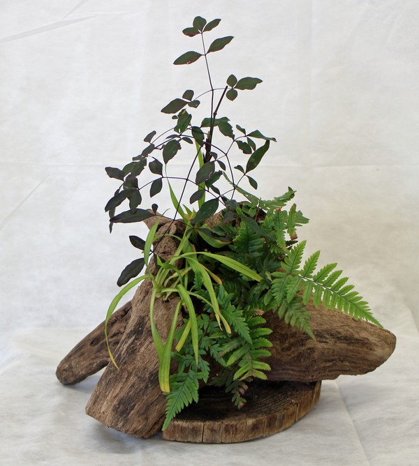 流木盆栽(工芸) 樫本 昌三(8班)