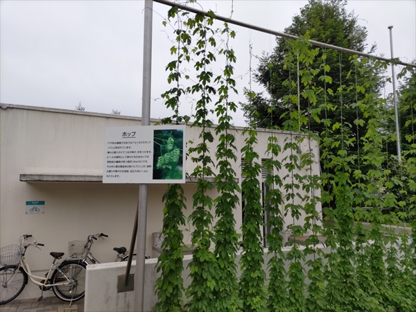 ホップが育ってる