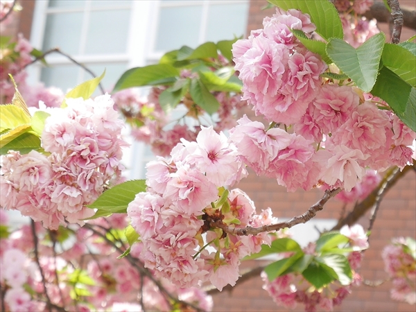 【今年の花】福禄寿