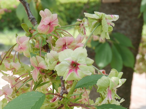 御衣黄(ぎょいこう)