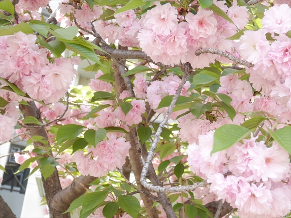 関山(かんざん)