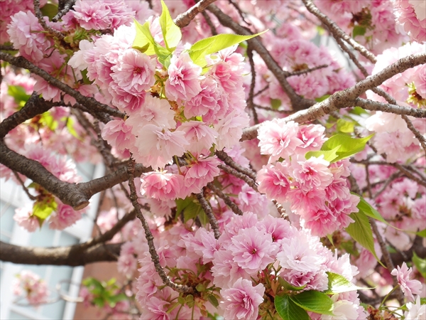 簪(かんざし)桜