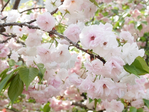 渦桜