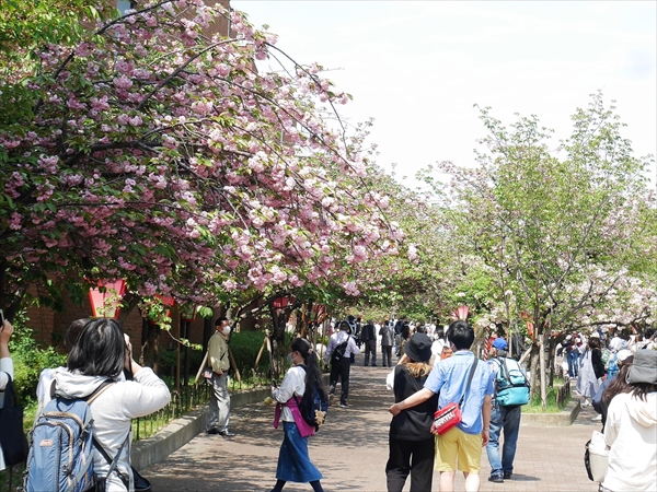 造幣局 通り抜け
