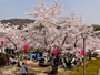 桜の摂津峡へ