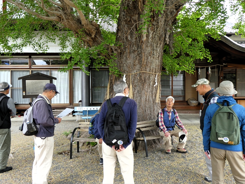 和田神社(大イチョウ)