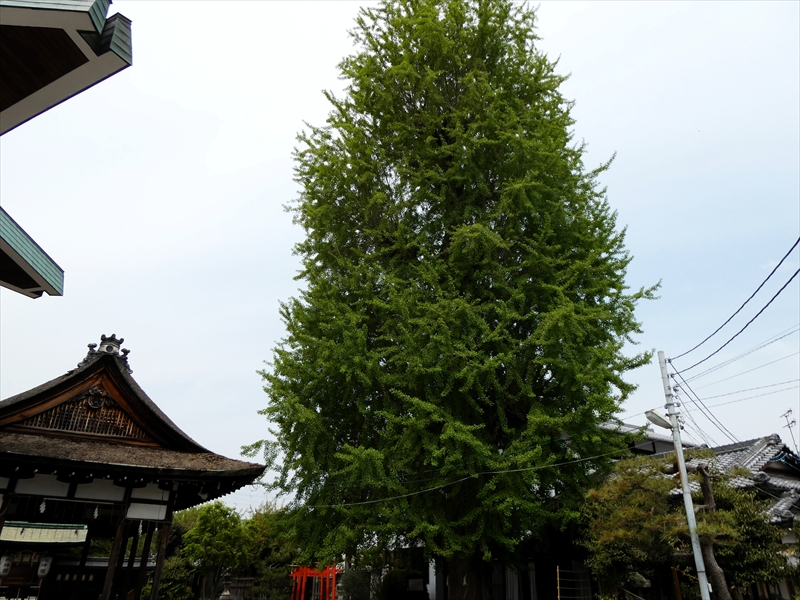 和田神社(大イチョウ)