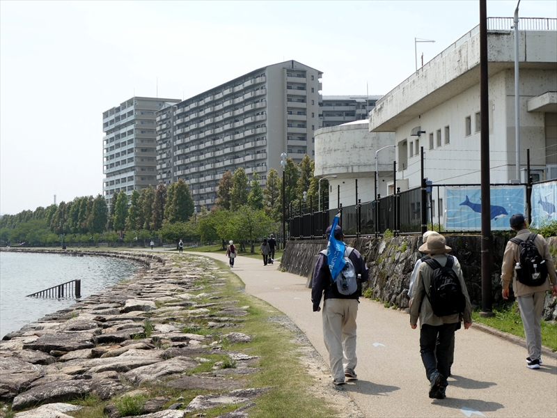 琵琶湖湖岸を歩く