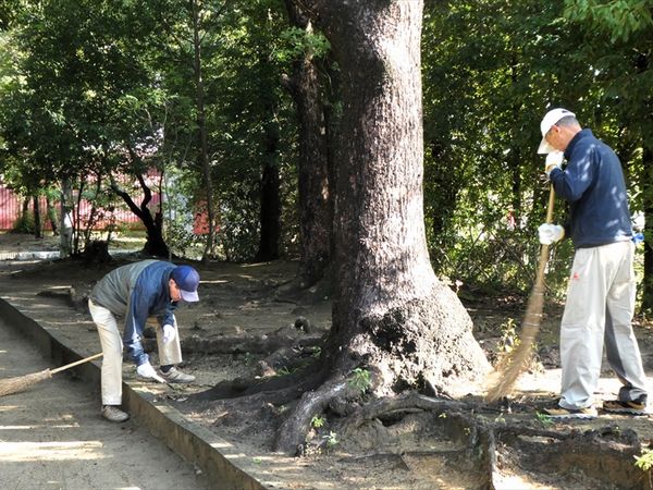 木の周りの清掃