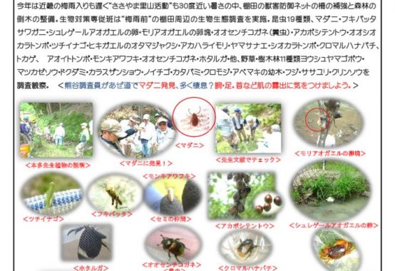 2019年6月度_ささやま里山活動生態系観測のサムネイル