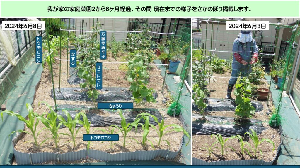 wagaya-kateisaien-3-1のサムネイル