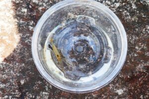 地点⑥-7_鯖戸さん採取した手長エビ