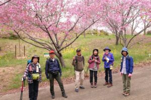 37_創造の森の 陽光桜も満開!