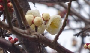 06 梅の花が咲きだす
