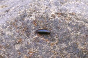 地点⑥-8_「ふなむし」もいました