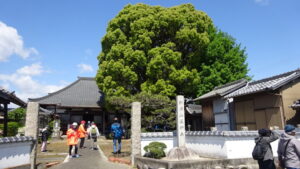 04 大楠の有る薬師寺