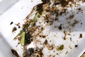 名張・地点②-3_生き物は少なめ2