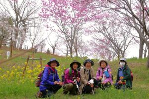 40_菜の花・陽光桜・ソメイヨシノで贅沢な1枚!