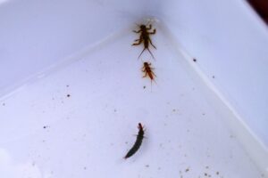 地点⑤-5_よく動く 生き物たち