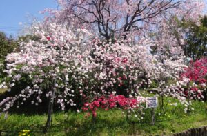 23 園内の花たち