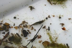 名張・地点①-4_採集した生き物②