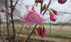 07 花をアップで