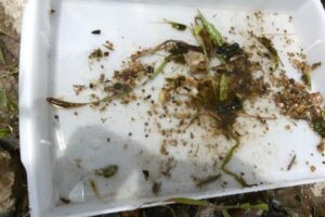 名張・地点②-2_生き物は少なめ